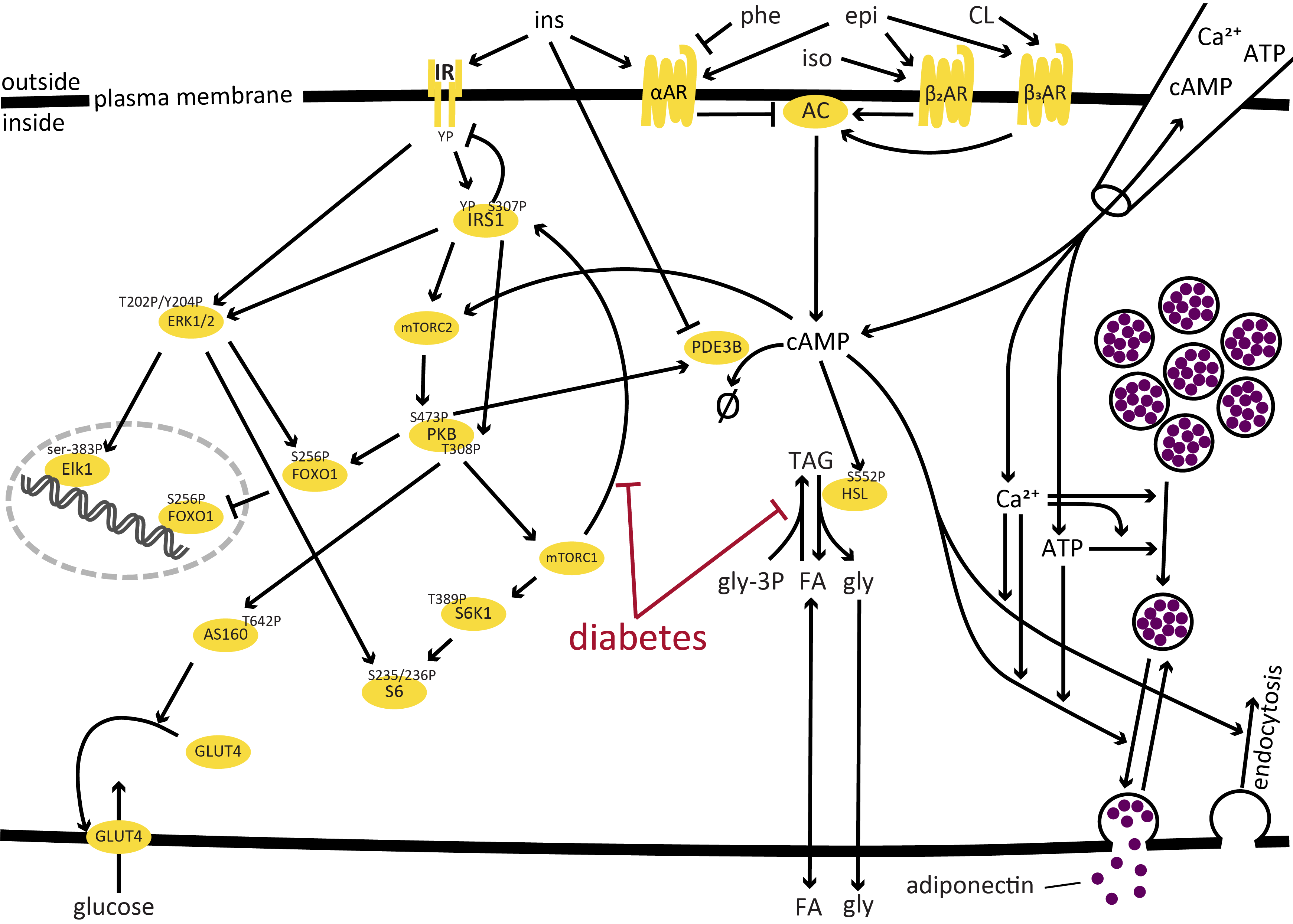 updated-intracellular